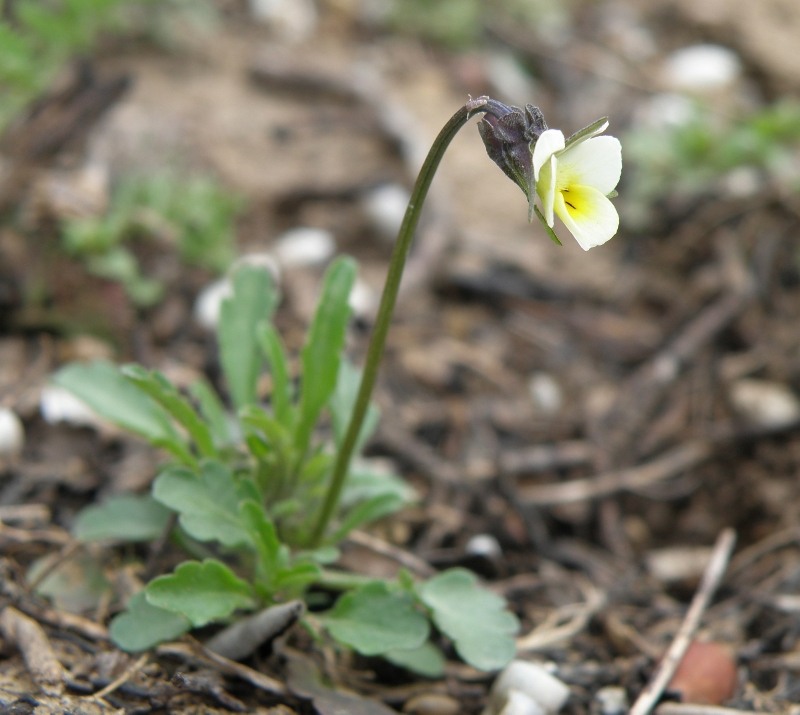 Image of Viola arvensis specimen.