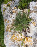 View full-size image Astragalus demetrii