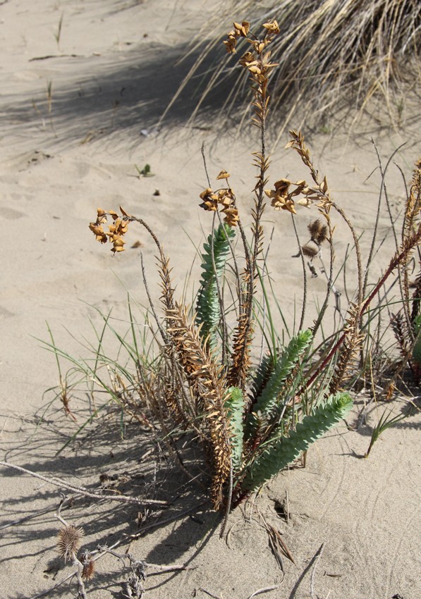 Image of Euphorbia paralias specimen.