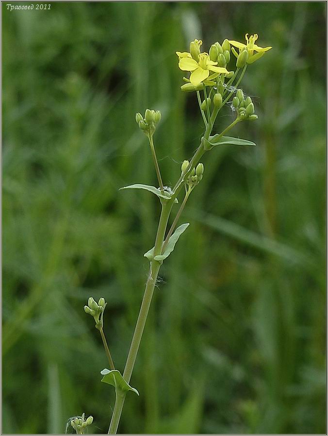 Изображение особи Brassica campestris.