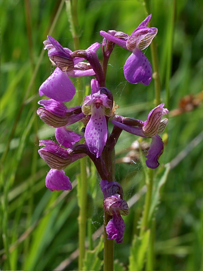 Изображение особи Anacamptis morio.