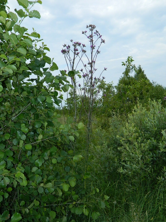 Image of Cirsium palustre specimen.