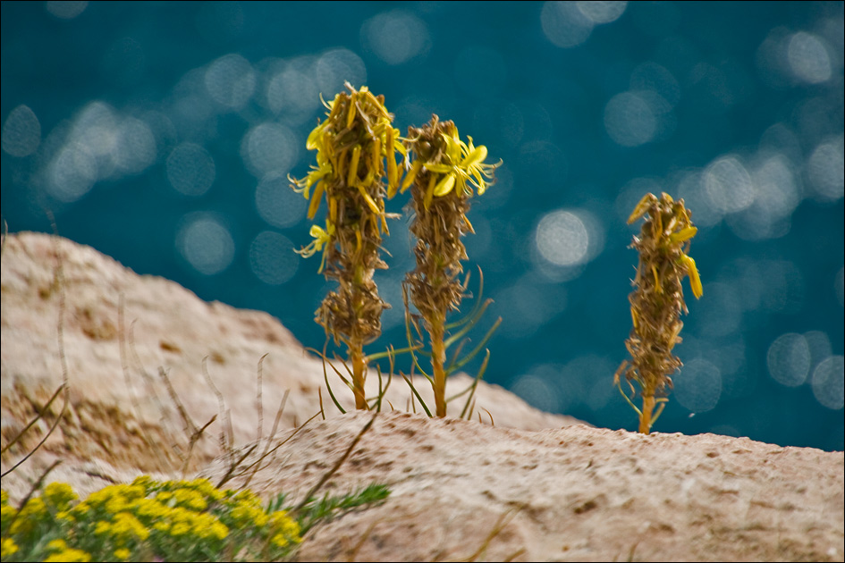 Image of Asphodeline lutea specimen.