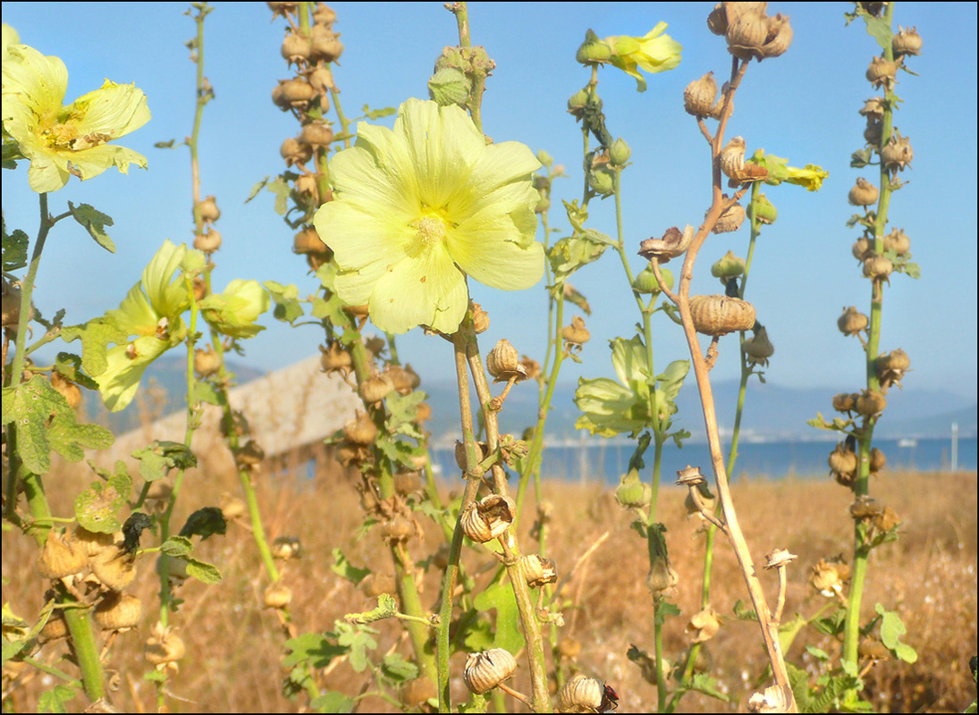 Изображение особи Alcea rugosa.