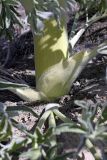 Ferula foetida