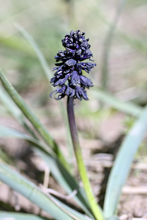 Image of Bellevalia turkestanica specimen.