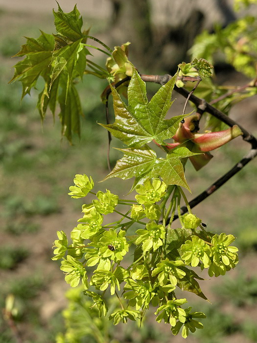 Image of Acer platanoides specimen.