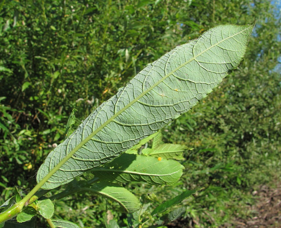 Image of Salix × tetrapla specimen.