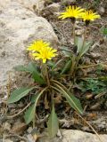 Taraxacum bessarabicum