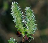 Salix myrsinifolia. Женские соцветия. Московская обл., Раменский р-н, окр. дер. Хрипань, окраина поля у ж/д платформы. 10.05.2011.