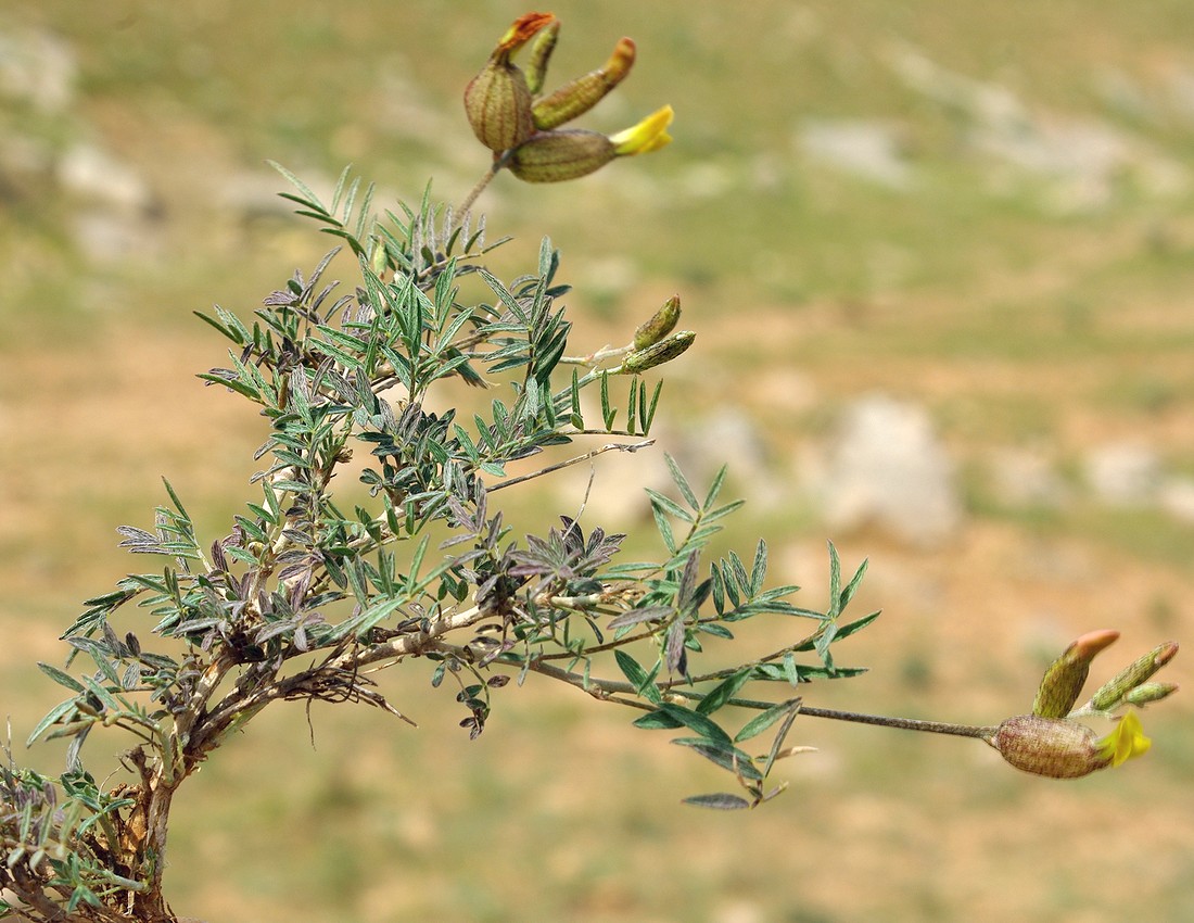 Image of Astragalus xanthomeloides specimen.