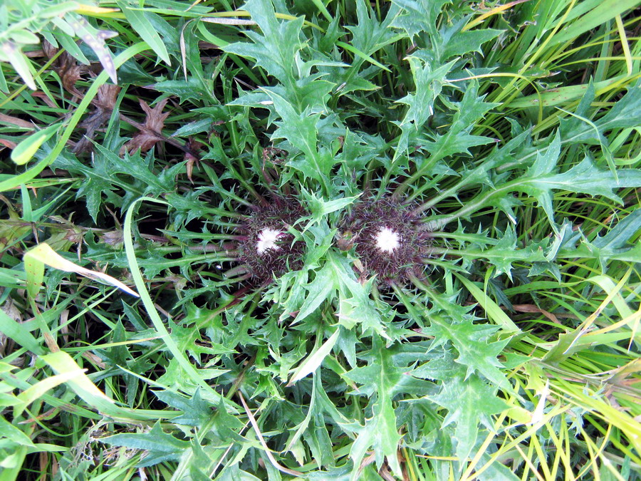 Image of Carlina acaulis specimen.