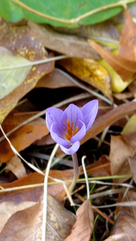 Изображение особи Crocus speciosus.