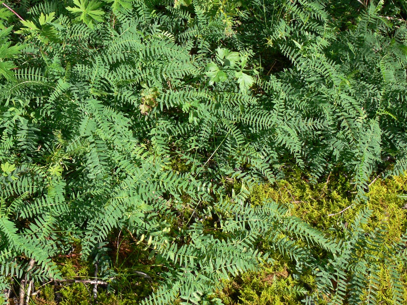 Изображение особи Astragalus danicus.