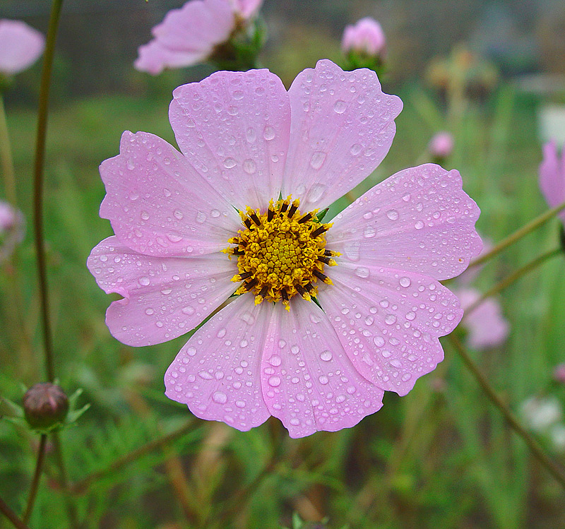 Изображение особи Cosmos bipinnatus.