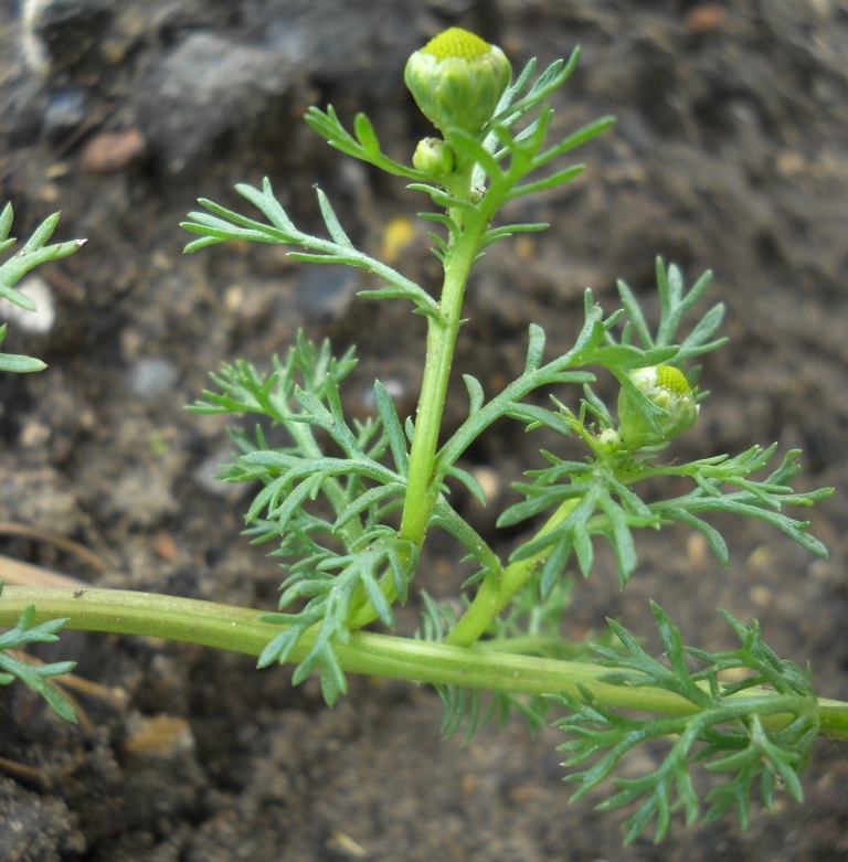 Image of Matricaria discoidea specimen.