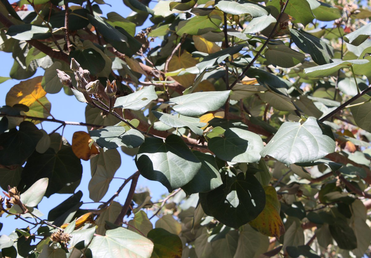 Image of Hibiscus tiliaceus specimen.