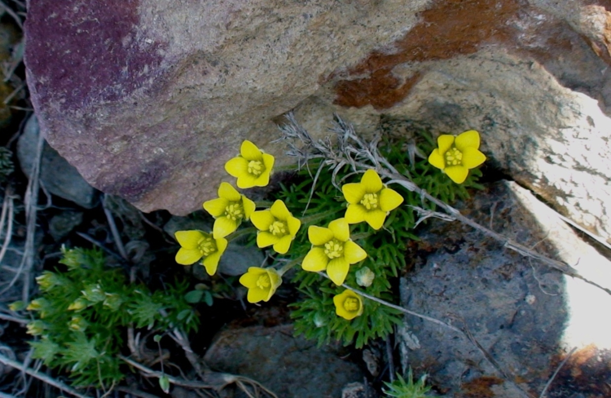 Image of Ceratocephala incurva specimen.