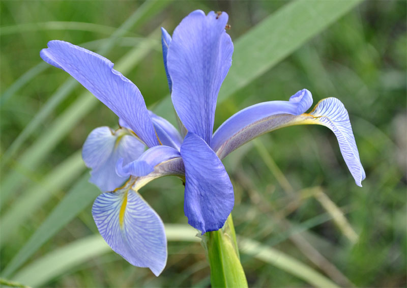 Изображение особи Iris musulmanica.