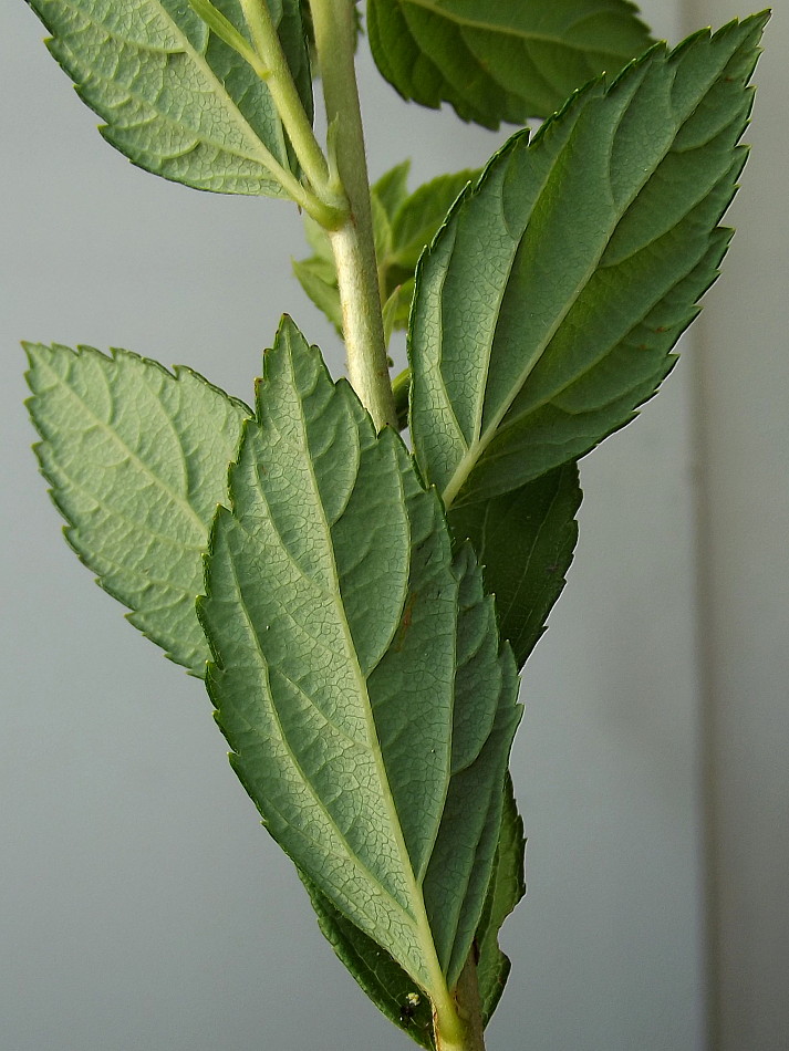 Image of Spiraea japonica specimen.