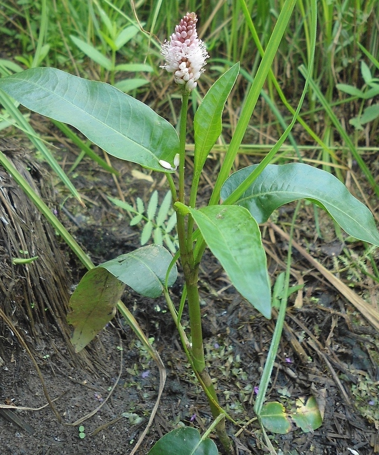 Image of Persicaria amphibia specimen.