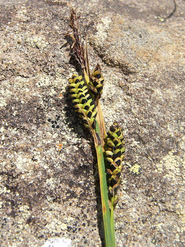 Изображение особи Carex kotschyana.