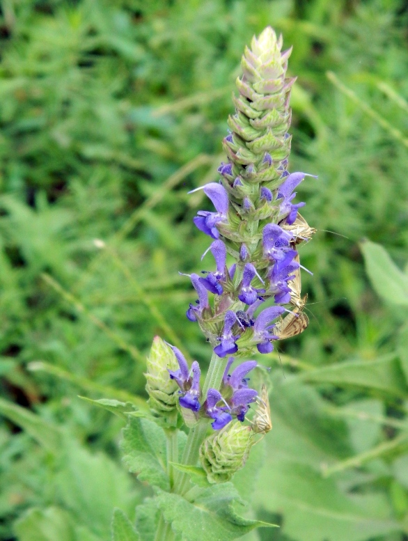 Изображение особи Salvia tesquicola.