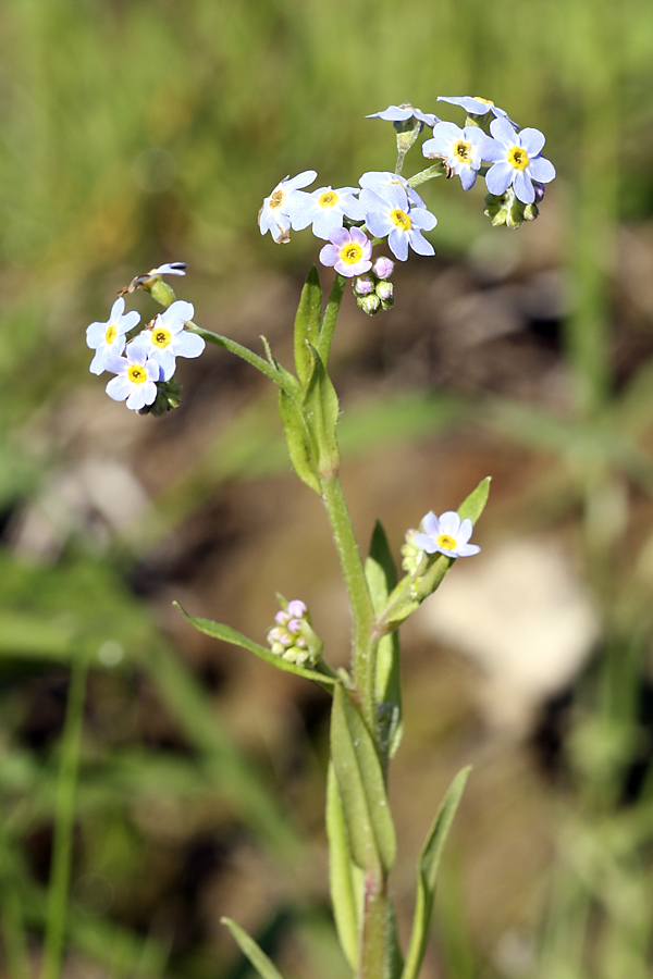 Image of Myosotis cespitosa specimen.