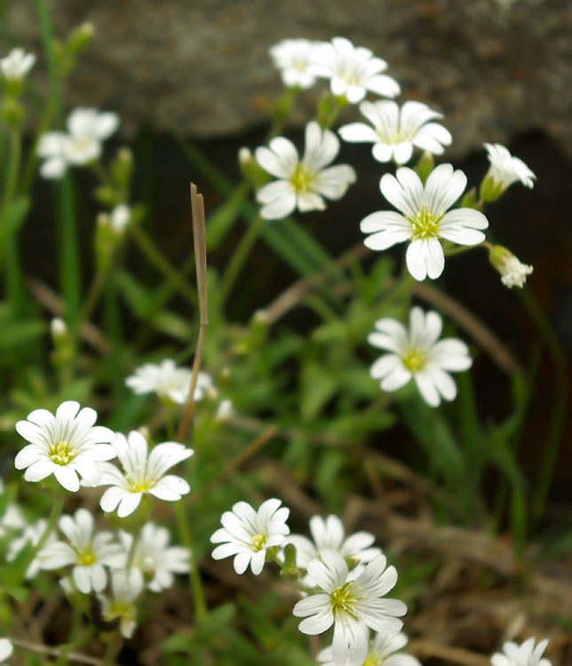 Image of genus Cerastium specimen.