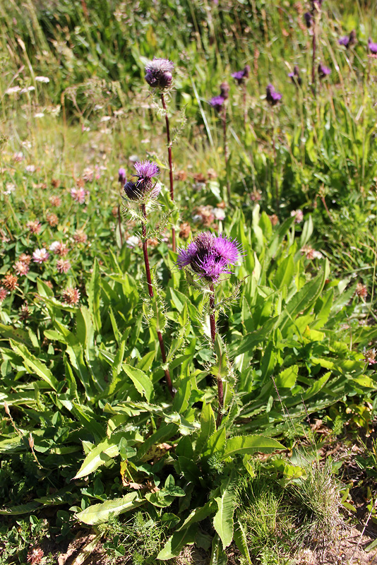 Изображение особи Cirsium simplex.