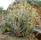 Helichrysum stoechas. Отцветающее растение. Испания, Каталония, Жирона, Тосса-де-Мар, крепость Вила-Велья. 24.06.2012.