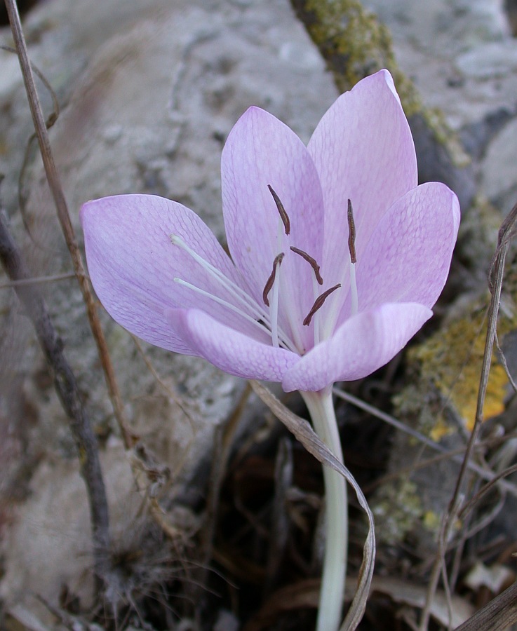 Изображение особи Colchicum feinbruniae.