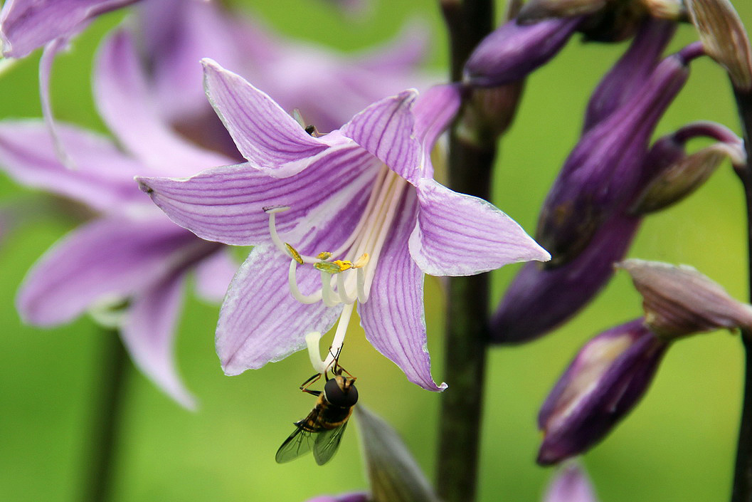 Image of Hosta rectifolia specimen.