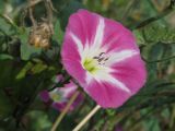 Convolvulus arvensis. Цветок. Украина, г. Запорожье, район Южного рынка. 12.07.2009.