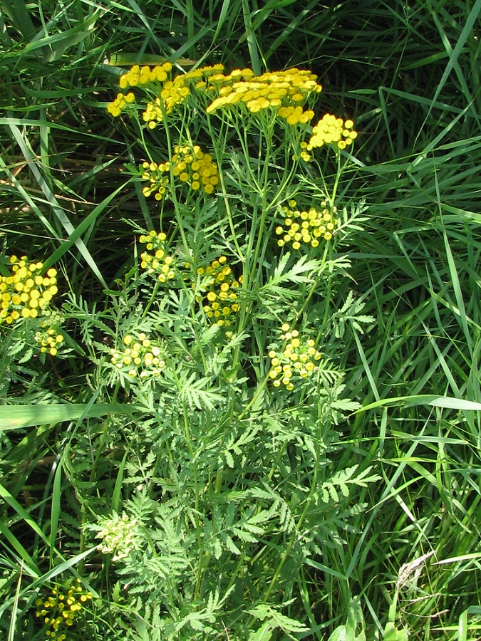 Image of Tanacetum vulgare specimen.