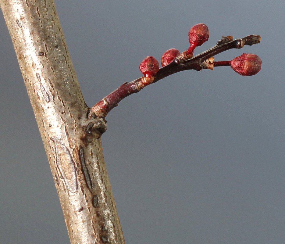 Изображение особи Prunus cerasifera.