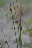 Juncus haenkei