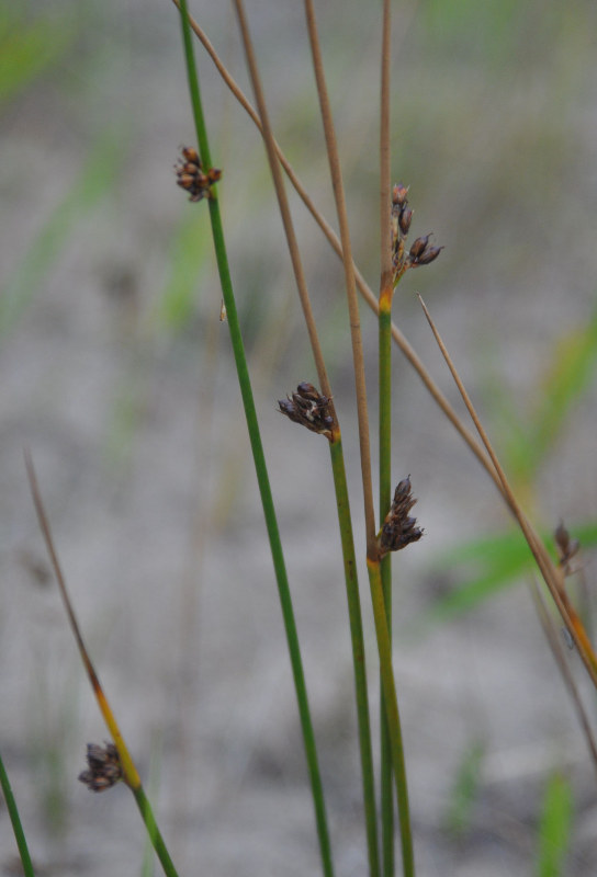 Image of Juncus haenkei specimen.