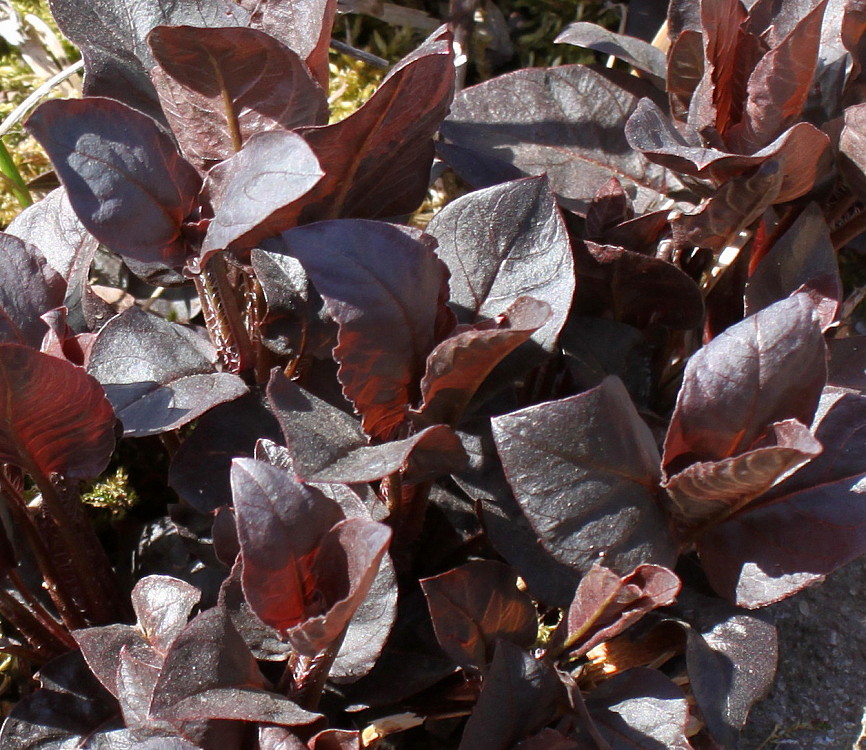 Image of Lysimachia ciliata specimen.