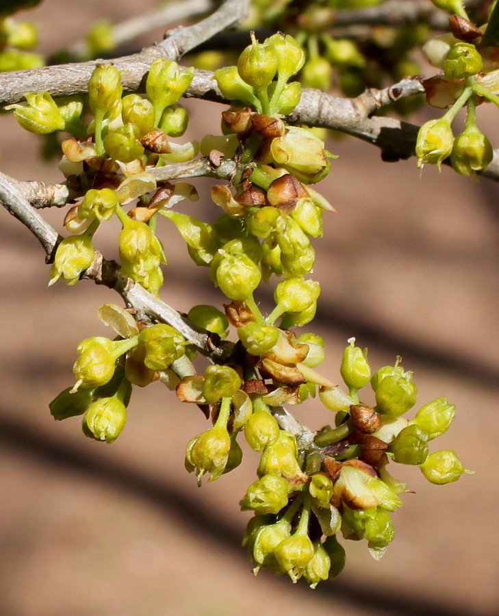 Image of Lindera praecox specimen.