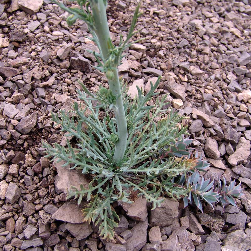 Image of Papaver persicum specimen.