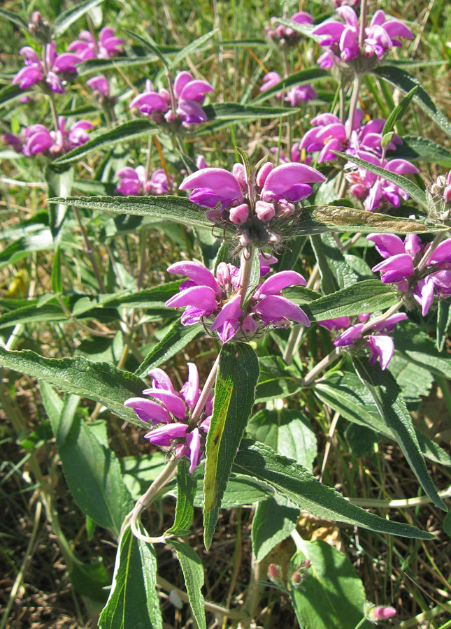 Image of Phlomis pungens specimen.