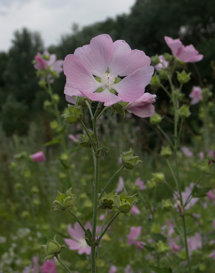 Image of Malva thuringiaca specimen.