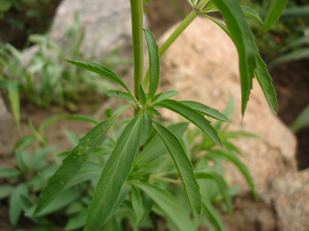 Image of Monarda citriodora specimen.