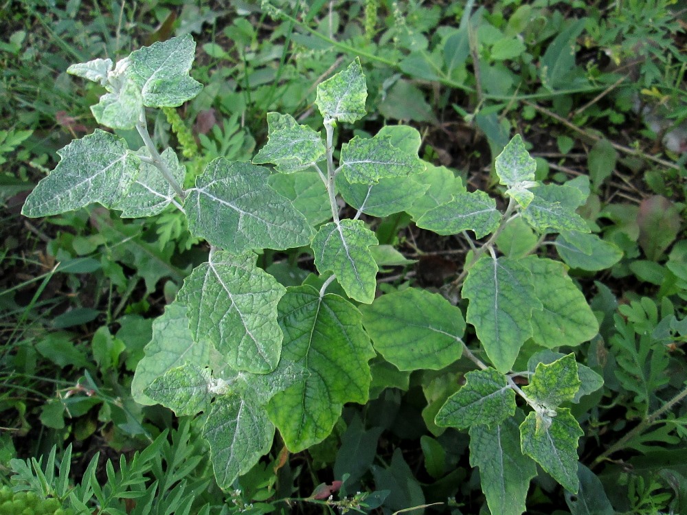 Изображение особи Populus alba.