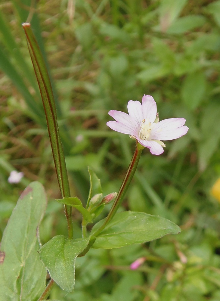 Изображение особи род Epilobium.