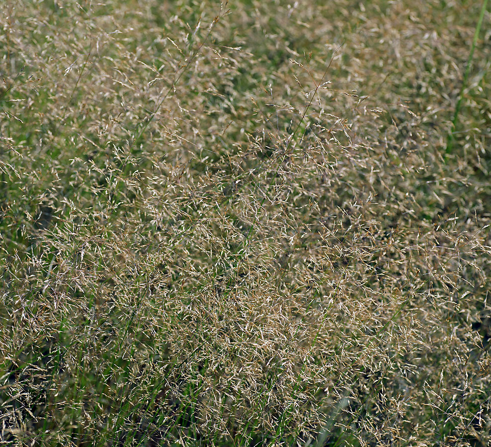 Image of genus Agrostis specimen.