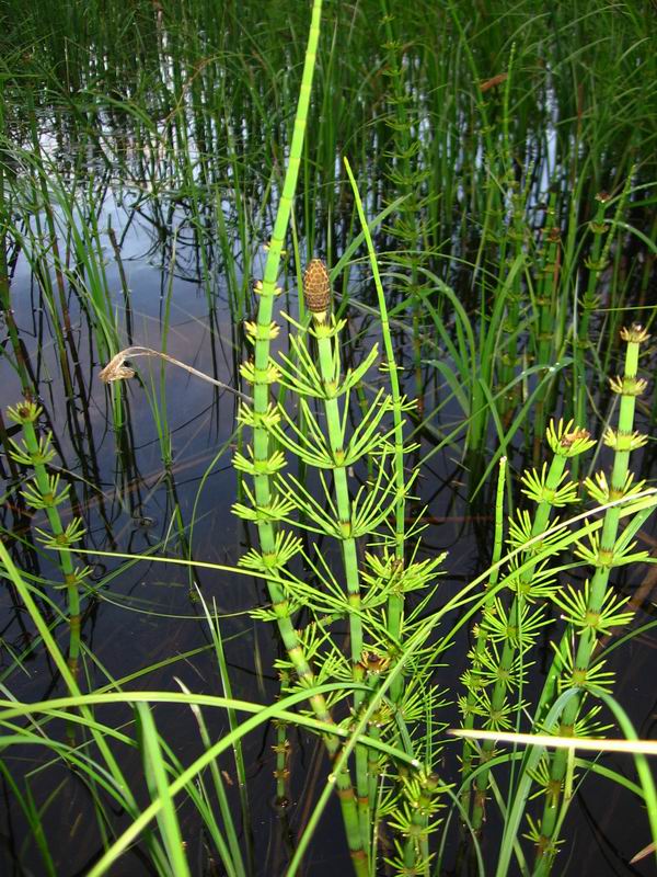 Изображение особи Equisetum fluviatile.