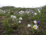 Pulsatilla multifida