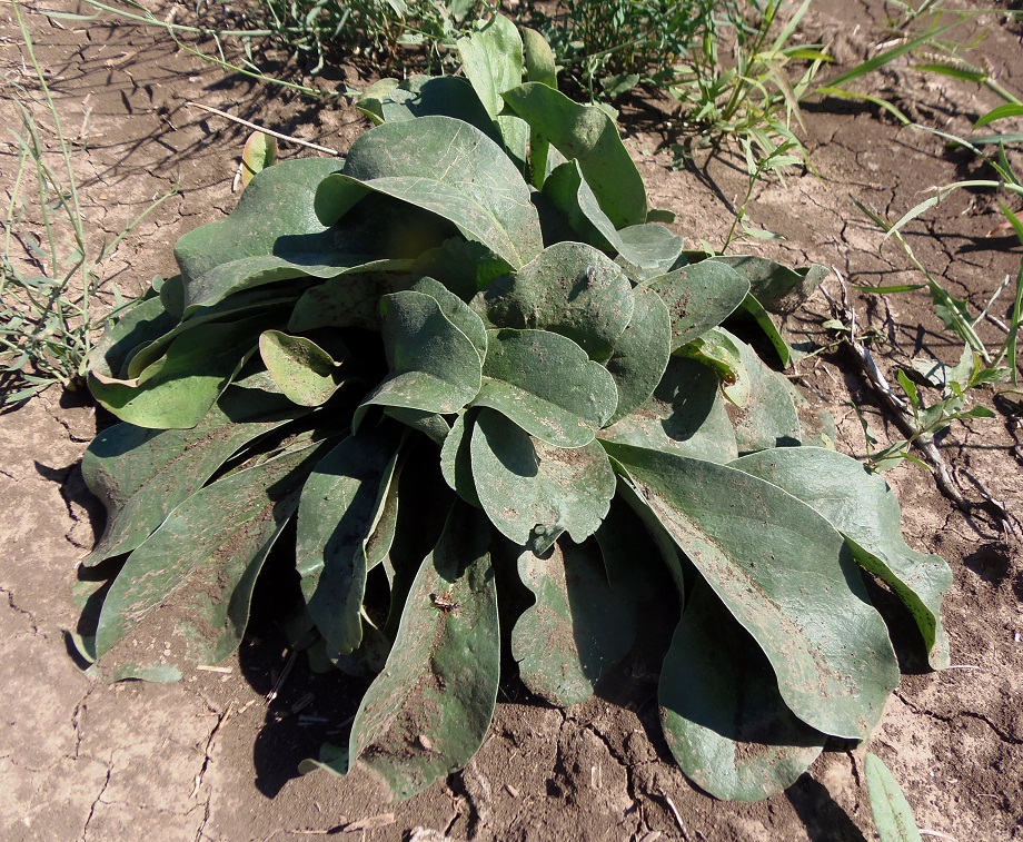 Image of genus Limonium specimen.